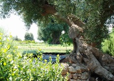 La scelta di indirizzarsi alle colture aromatiche ed officinali, non e' stata casuale, in quanto molte di queste erbe, come rosmarino, timo, mirto, alloro e altre, sono componenti della naturale macchia mediterranea.