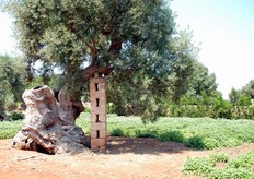 Estremamente caratteristiche sono le coltivazioni in vaso o a pieno campo, condotte all'interno di oliveti con maestose piante secolari, che fanno da cornice alle erbe aromatiche: una sorta di meraviglioso parco dai mille profumi!
