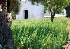 Flora spontanea, tipica degli ambienti costieri. La sua rusticita' consente l'adattamento alle alte temperature e alla scarsa irrigazione. Una peculiarita' dell'azienda e' quella di rispettare l'ambiente in cui e' immersa, ed esaltarne le caratteristiche.