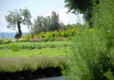 La produzione dell'azienda Ortoflora e' certificata GLOBALGAP dal 2006, con riguardo alla gestione sanitaria delle colture e dell'intero processo produttivo, dal campo o serra di coltivazione fino agli ambienti di confezionamento dedicati. Le G.A.P.-Buone Pratiche Agricole impongono il rispetto di un disciplinare di produzione di Difesa Integrata e un costante monitoraggio delle produzioni da parte dei tecnici, consentendo cosi' di ridurre ai minimi termini il ricorso a mezzi chimici e ponendo in atto sistemi di produzione ecocompatibili.