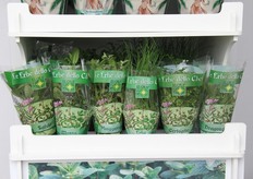 Erbe fresche in vasetto.