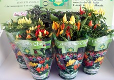 Piante di peperoncino in vaso, a marchio Picanto.