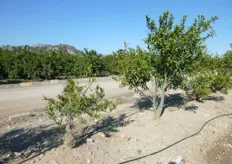 "In foto, a sinistra, pianta di clementine "Clemenrubi" innestata direttamente su portinnesto "C. Carrizo", a destra la stessa varieta' innestata sull'intermedio (portinnesto "C. Carrizo", intermedio arancio "Valencia" e Clementine "Clemenrubi")."