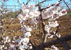 I fiori dell'albicocco sono sessili, inseriti sul ramo senza peduncolo, ermafroditi, campanulacei, solitari o accoppiati e di colore bianco o rosaceo.