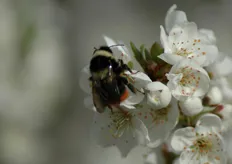 "L'impollinazione dell'albicocco e' entomofila, operata dagli insetti pronubi. In foto un bombi durante il lavoro di "bottinatura" su un fiore di albicocco."
