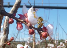 "In foto un'ape durante il lavoro di "bottinatura" su un fiore di albicocco."