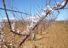 L'albicocco e' una specie autofertile. Alcune recenti cultivar di origine Nord americana e canadese sono parzialmente autosterili.
