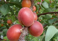 Albicocco Tsunami®. Periodo di raccolta prima decade di maggio (Metapontino - MT).