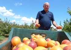 Frutti di albicocco Tsunami® durante la raccolta presso l'azienda agricola del Sig. Ruggiero Fortunato (in foto) di Rocca Imperiale (Cosenza).