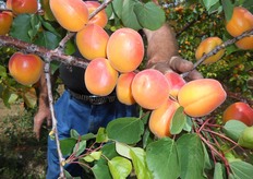 Albicocco Spring Blush®. Periodo di raccolta seconda decade di maggio (Metapontino - MT).