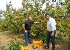 Albicocco Spring Blush® durante la raccolta presso l'azienda agricola del Sig. Ruggiero Fortunato (in foto a sinistra) di Rocca Imperiale (Cosenza).
