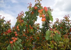 Albicocco Spring Blush ® , se ben impollinata e' una varieta' molto produttiva.