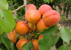 Albicocco Pinkcot®. Periodo di raccolta prima decade di giugno (Metapontino - MT).
