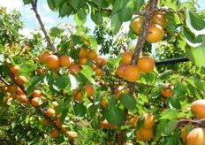 "Frutti di albicocco Pinkcot®, presso l'azienda agricola "Galiulo Sandro" (Monteiasi - Taranto), prossimi alla raccolta."