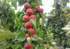 Albicocco Big Red®. Periodo di raccolta seconda decade di giugno (Metapontino - MT).