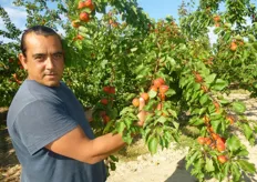 Albicocco Big Red® durante la raccolta presso l'azienda agricola del Sig. Roberto Sorice (in foto) di Ruvo di Puglia (Bari).