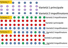 Schema 1: alle due file della varieta' principale (VR1) segue una fila di una sola varieta' di impollinatore (VR2). Schema 2: alle due file della varieta' principale (VR1) segue in modo alterno la fila delle due varieta' di impollinatore (VR2-3). Schema 3: simile allo schema 1 dal quale differisce per la presenza, lungo la fila dell'impollinatore, di piante di una seconda varieta' impollinatore poste nel rapporto di 1:5 (20%).