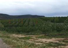 Impianto di albicocco (in foto), a Lleida (Catalogna- Spagna), costituito da varieta' del gruppo Escande. Sono evidenti, dal colore della chioma e dall'habitus della pianta, le file alterne della varieta' principale (freccia celeste) e della varieta' impollinatore (freccia rossa).