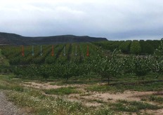 Impianto di albicocco (in foto), a Lleida (Catalogna- Spagna), costituito da varieta' del gruppo Escande. Sono evidenti, dal colore della chioma e dall'habitus della pianta, le file alterne della varieta' principale (freccia celeste) e della varieta' impollinatore (freccia rossa).