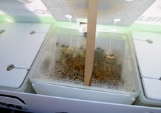 Il numero elevato di bombi (350-400/TRIPOL) garantisce una notevole capacita' di impollinazione fin dai primi giorni dell'introduzione delle arnie nel frutteto. Questo e' un aspetto particolarmente importante per le specie arboree con fioriture brevi e intense.