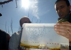 Il sistema di alimentazione interno viene interrotto, spiega Pallino (Koppert), dopo che le arnie vengono posizionate nel frutteto, per incoraggiare i bombi a bottinare.