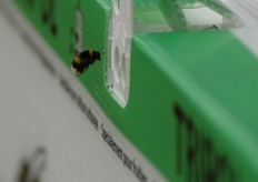 I bombi riescono a volare anche con vento fino a 70 km/h, le api invece si fermano quando il vento raggiunge i 30 km/h.