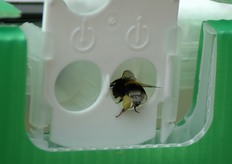 I bombi, a parita' di tempo, visitano piu' fiori delle api (10 fiori/min). Un volo di bottinatura dura circa 30 minuti. Per ogni bottinatura vengono visitati 30 fiori. In 8 ore ci sono circa 16 voli. Da ogni arnia possono essere visitati piu' di 300.000 fiori al giorno.