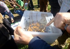 "I bombi hanno un sistema di comunicazione meno complesso delle api. Pertanto, e' meno probabile che arrivino alla "comunita'", da parte di qualche bombi operaia, segnalazioni di fioriture piu' ricche e piu' appetibili nelle vicinanze alle arnie che interferirebbero sulla regolare attivita' di bottinatura del frutteto."