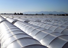 Nel 2011 ha ottenuto il riconoscimento come OP (Organizzazione di Produttori) e ha effettuato una serie di nuovi investimenti produttivi, a completamento del suo piano di espansione.