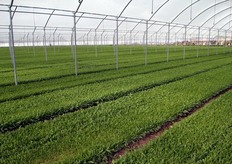 Oggi l'azienda dispone di 160 ettari di coltivazioni, suddivisi in diversi siti produttivi, per un volume di baby leaf movimentato che raggiunge 35-45.000 kg al giorno.