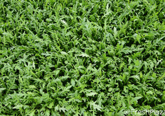 Il prodotto principale e' la rucola.