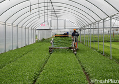 Operazioni di sfalcio della rucola mediante specifico macchinario (ortoraccoglitrice).