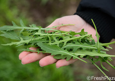 Rucola appena falciata.