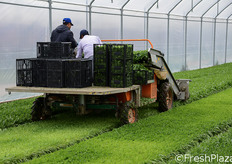 Il macchinario procede per singola fila.