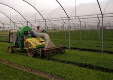 Al termine degli sfalci, il letto di coltivazione viene pareggiato ed eventuali scarti vengono accuratamente aspirati, in modo che la ricrescita delle baby leaf avvenga in modo uniforme.