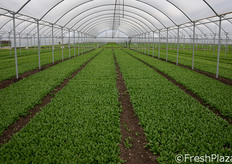 Le produzioni principali di I gamma non lavate di Euro.Com sono: rucola, valeriana, spinacino, lattughino verde e rosso, red chard e orientali e sono destinate ai principali confezionatori di IV gamma e a diverse catene europee di supermercati.