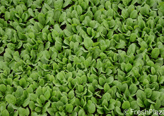 Il 95 per cento della produzione va ai mercati esteri. L'azienda ha clienti in Gran Bretagna, Paesi Bassi, Irlanda, Francia, Svizzera, Polonia, Germania, Danimarca, Svezia, Norvegia, Portogallo e Russia.