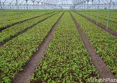 Al tradizionale prodotto di punta delle forniture, costituito dalla rucola selvatica, si sono aggiunte altre promettenti referenze, come il mix di insalatine verdi e rosse che vediamo qui e nelle foto seguenti.
