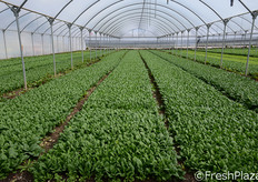 Introdotto un paio di anni fa, il mezzo spinacio (teen spinach) a foglia liscia ha dato enormi soddisfazioni, con una domanda molto vivace e in alcuni momenti superiore all'offerta.