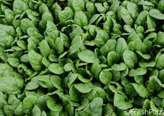 "Il "teen spinach"."