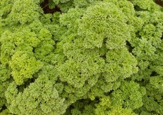 Ultime arrivate nell'assortimento, anche le erbe aromatiche fresche come timo, menta, salvia, origano e rosmarino, prodotte in volumi importanti e destinate al canale retail. Nella foto: prezzemolo riccio.