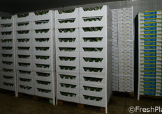 Merce stoccata in cella frigo. Tutto il magazzino e' attrezzato per il mantenimento della catena del freddo.