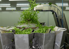 Dall'alto, la materia prima viene riversata sulle bilance multitesta, che smistano il quantitativo programmato di prodotto alle singole tipologie di confezionamento.