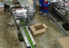 Le baby leaf smistate per singole confezioni viaggiano verso un macchinario per il confezionamento e, infine, verso le addette all'imballaggio in cassette.