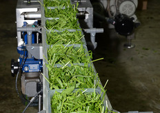 Vaschette prima della pellicolatura.