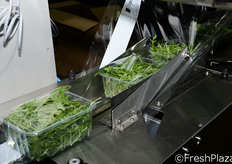 Vaschette in fase di pellicolatura.