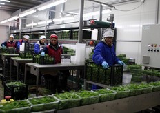 Banco di confezionamento manuale del prodotto biologico.