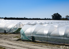 Presso l'azienda agricola Suriano e Casalnuovo di Policoro (MT) la stagione della fragola Candonga e' in pieno svolgimento. L'azienda coltiva fragole sotto tunnel su 30 ettari, di cui 17 di proprieta' e il resto in affitto. I volumi raccolti si aggirano annualmente su 1.500 tonnellate.