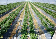 L'azienda e' sul mercato con le sue fragole dalla fine di gennaio 2013 e proseguira' fino a maggio. Poi, a giugno, i terreni verranno completamente rilavorati e, in piccola parte, destinati alla produzione di angurie.