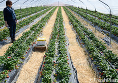 Carmela Suriano, che insieme al fratello Rocco gestisce l'azienda, in uno dei tunnel di fragole.